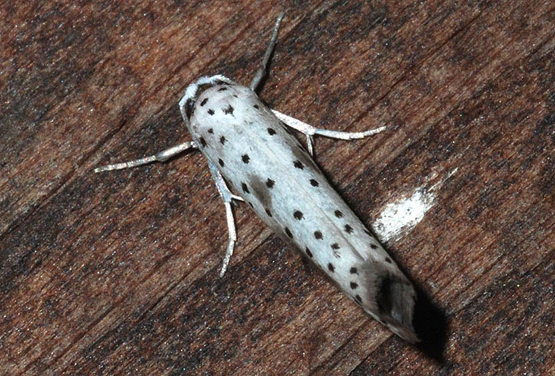 2 Yponomeutidae - Yponomeuta irrorella
